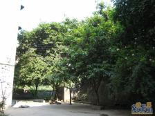 金鹏小区 1室1厅 东南 南