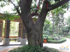 杨公桥地铁站旁龙凤云洲,精装两房户型,临轻轨