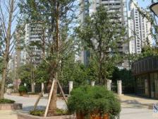 星光正规两房 朝二组团 住家安静 看房提前预约