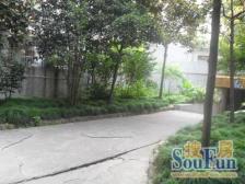 网红百年愚园路、低密8层电梯花园洋房,人车分流,