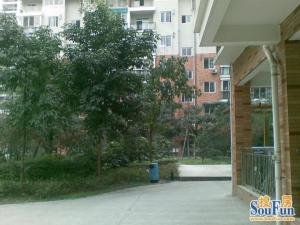 阳光花园(天府新区)3室2厅南北