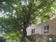 金马世纪港湾 2室1厅 东南