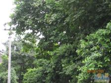 三峡广场 宏华苑二房106万