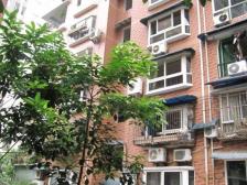 嘉福西苑,低楼层,金沙天街旁,位置地理好。