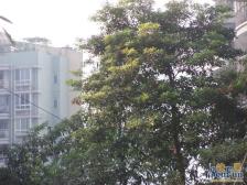 沙滨路 华宇金沙港湾A区三房140万