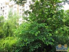 凤天路 天骄年华二房