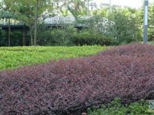 冉家坝 金科蚂蚁SOHO一房56万