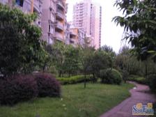 洋房 南北朝向 住家装修 随时看房