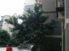 兴宇金粼苑 2室1厅 南