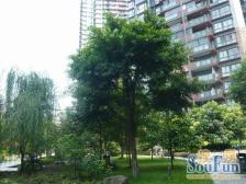 四公里 竞地溯源居四房171万