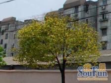 静安区+近地铁+一号线800米左右+采光视野好