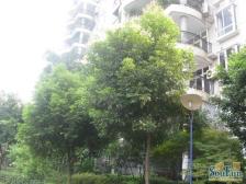 一碗水 春天花园三房103万