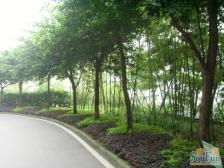 两路老城 山水绿城五房162万