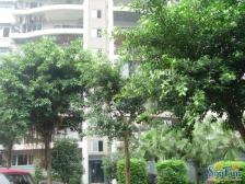 两路老城 山水绿城三房120万