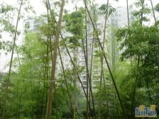 大平层三房两卫小区环境优美三号线轻轨碧津站就在门口