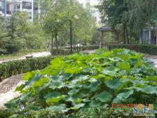 空港大三房,交通出行方便,业主诚心出售