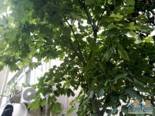 内环内电梯一房!和平公园旁!总价低近地铁