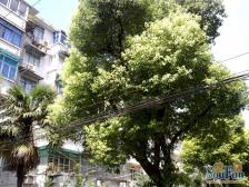 延吉三村 2室0厅 南 北