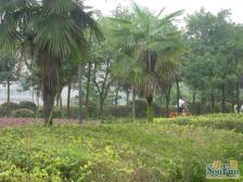 西区 依山庭院三房80万