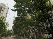 全明户型+精装修+业主诚意出售+近宝龙旭辉+近地铁12号