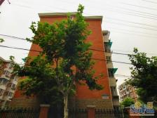 晟业佳苑2室西朝向598.00万元/套出售