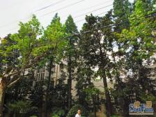 斜土路大木桥·清枫大楼·2室·1厅