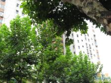 高区视野开阔+乌鲁木齐路永嘉路+有钥匙随时看