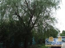 三泉路424弄 1室1厅 南