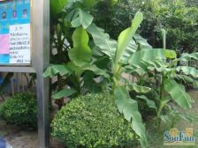 三林·锦翠苑·1室·1厅