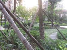 观音桥 青青雅舍一房60万