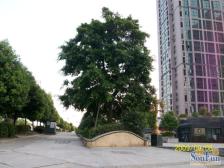 鸳鸯 金城银樽一房53.5万