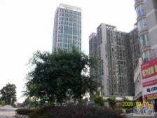 鸳鸯 金城银樽三房60万