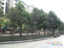 金山路100号 3室1厅 西南