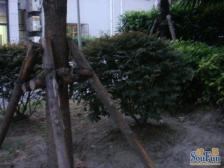 阳光名苑 1室2厅 南 西