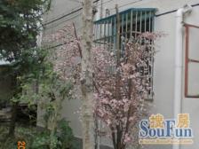 新上正气三房 两南一北 全明户型 楼层好 阳光好 可谈