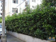 户型好,南北通,精装修,配套齐全