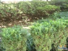 电梯精装四房 出行方便 采光视野好