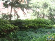 回兴 海德小区三房61万