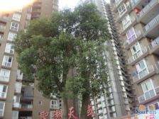 回兴 圣湖天域四房135万