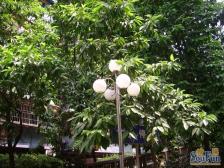 四公里 交通大学家属区三房75万