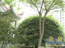 长宁天山双地铁,板式南北通百万精装四房喜欢吗