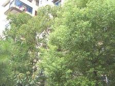 桃苑一区 南北通透,采光好 装修好,环镜优美 视野好,诚心出售