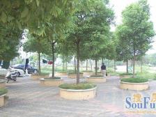 碧海云天 南北通透,采光好 装修好,环镜优美 近地铁 视野好,诚心出售