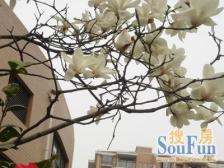 中环旁,08年商品房,复式户型,满5年,看房方便。