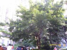 观音桥 桃花源小区二房