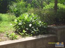 观音桥九街 桃花源 电梯房,电梯房,看房有钥匙,急售