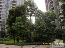 风临洲b3区 电梯房 精装大三房 业主好说话 随时看房