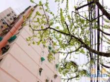 内环电梯精装修三房!出门天山公园!延安西路地铁!