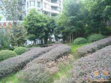 浦辉海棠晓月E区 3室1厅 东 东南 西南