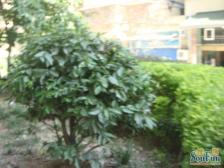 回兴双轻轨,出入方便,业主诚心卖房单价便宜